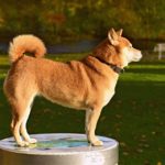 dog collar with tracker