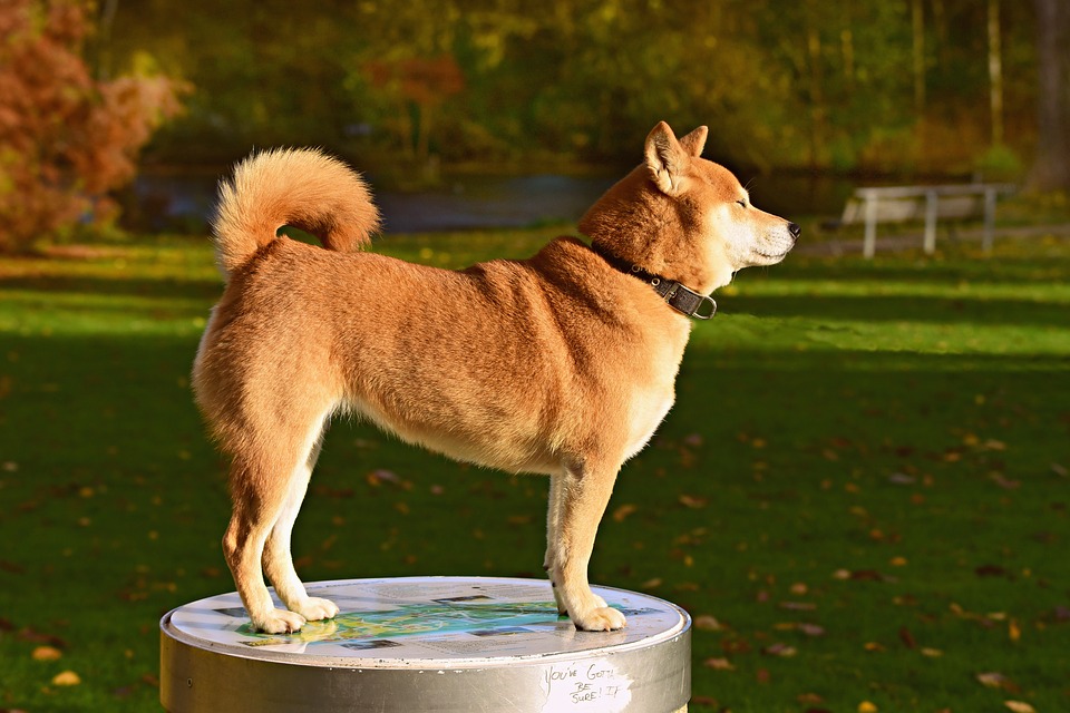 dog collar with tracker